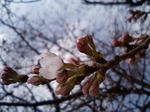 中央公園の桜の木